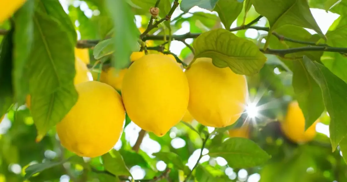 Hausse sensible des exportations de citron : La Russie absorbe près de la moitié des exportations marocaines