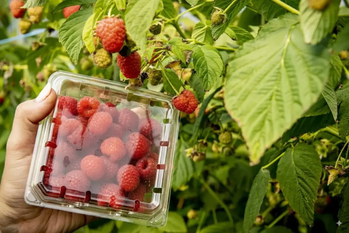 Exportations agricoles : Le Maroc peut mieux faire, affirme M. Steta
