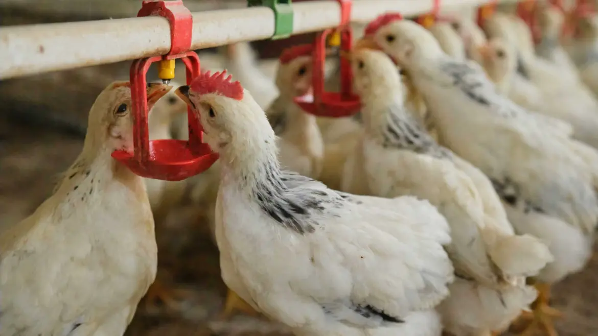 Importation des volailles : Les restrictions sur le Portugal levées