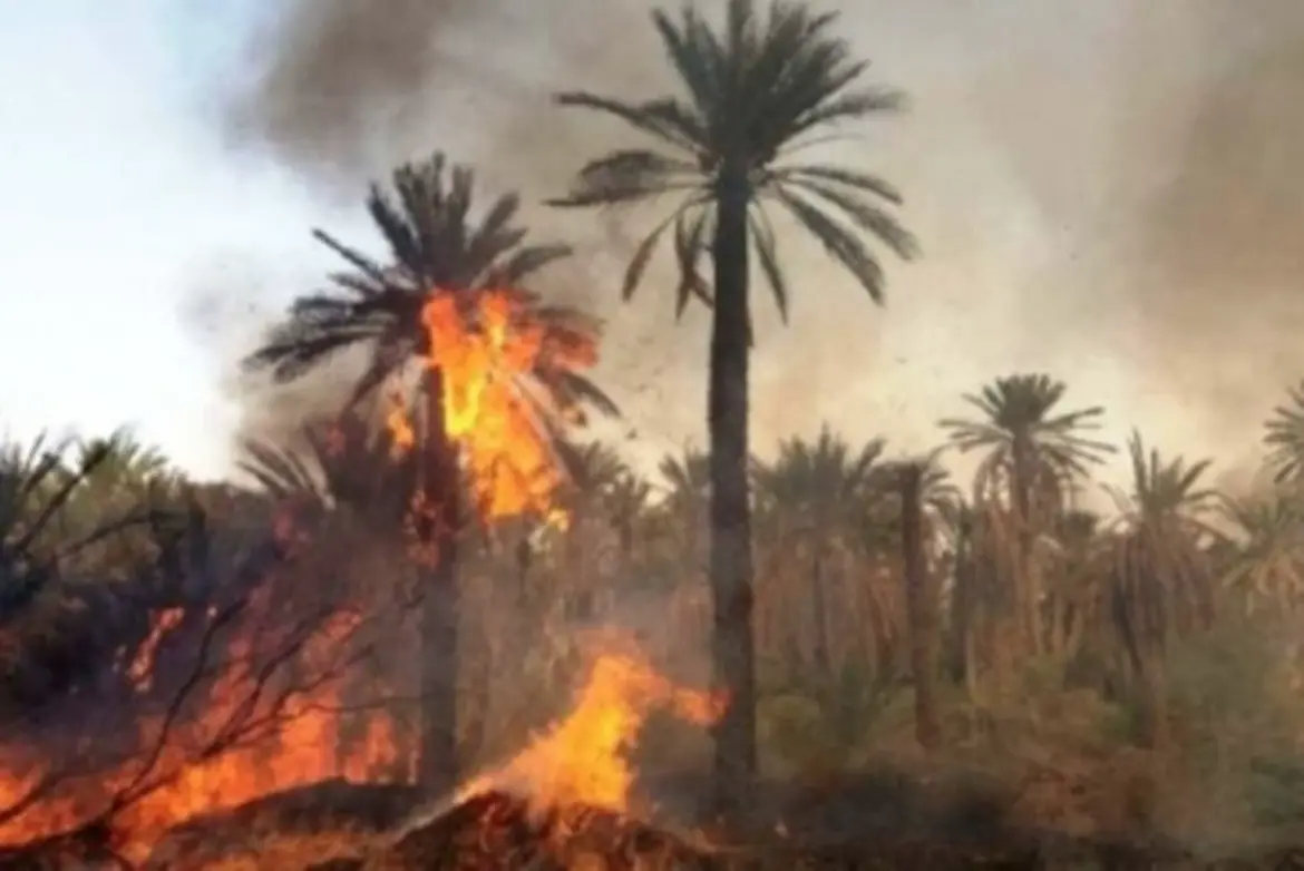 400 palmiers partent en fumée dans la région e Zagora : L’oasis de Ternata partiellement ravagé par le feu