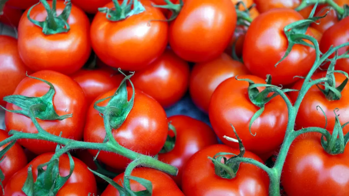 Exportations de tomates : Record sur le marché finlandais