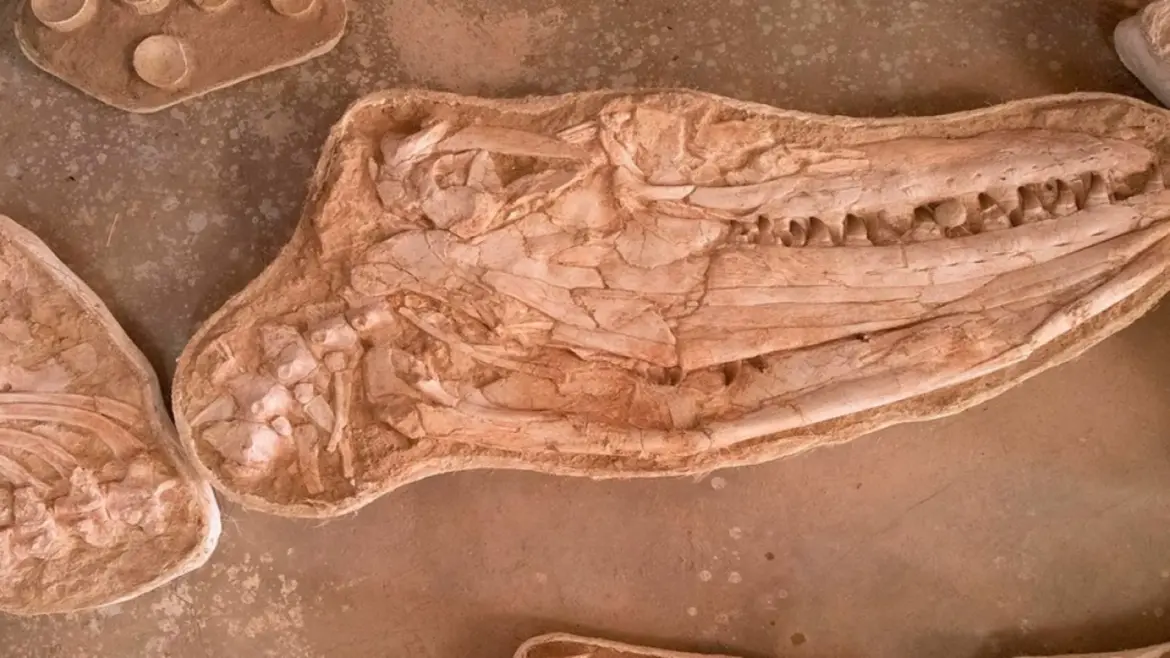 Archéologie : Des fossiles découverts près de Taouz