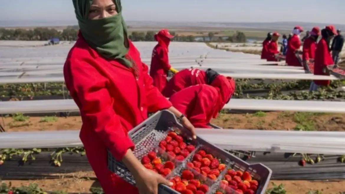 Agro-business : Les Emirats font main basse sur 200 ha supplémentaires dans le Gharb