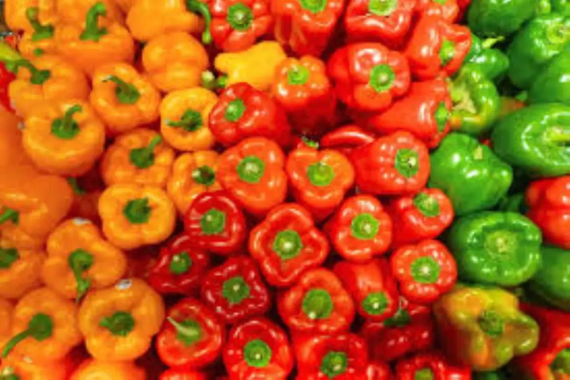 Exportations de poivrons : Un record réalisé en Norvège