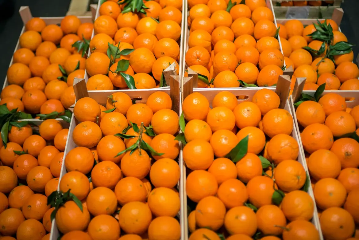 Exportations d’agrumes : Le Maroc cartonne en Allemagne