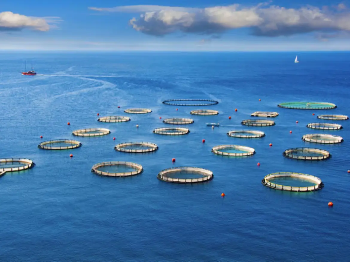 Aquaculture : Plus de 240 projets actifs…