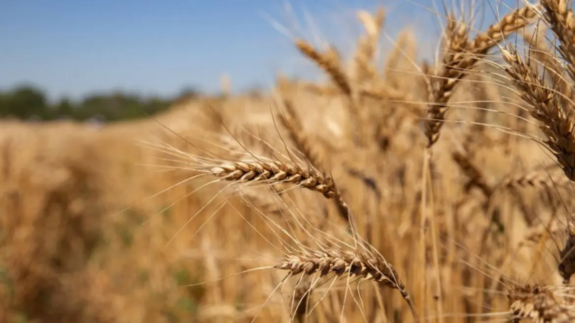 Semences de blé dur : Trois variétés résilientes diffusées aux agriculteurs