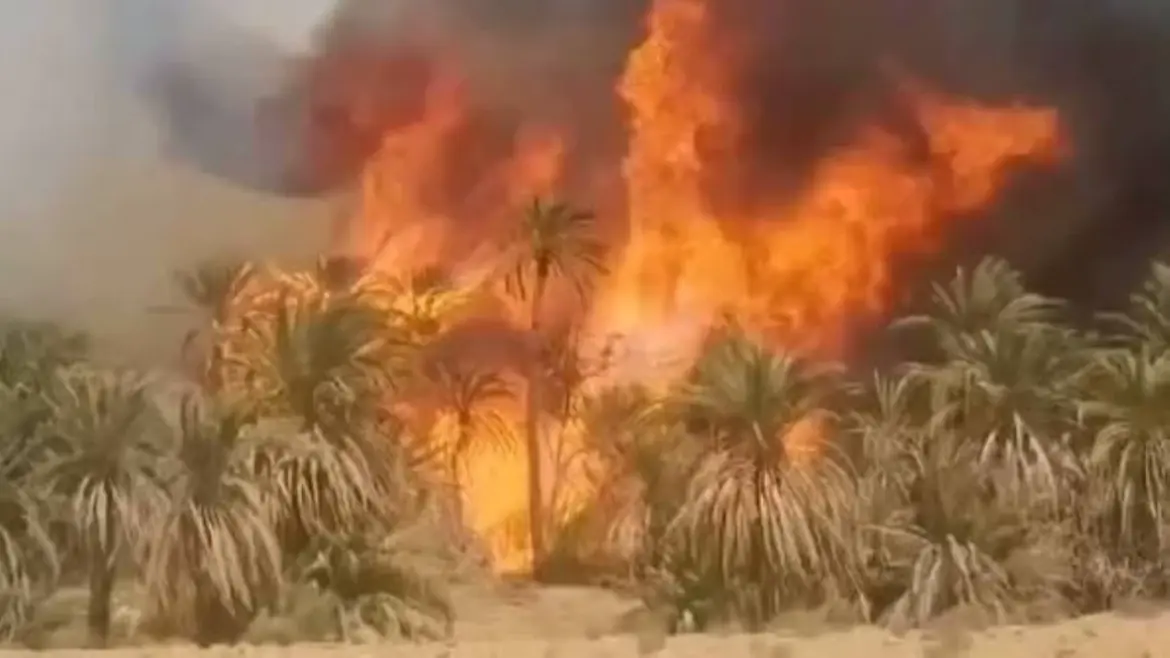 En dépit de la veille : Un incendie ravage une palmeraie dans la province d’Errachidia