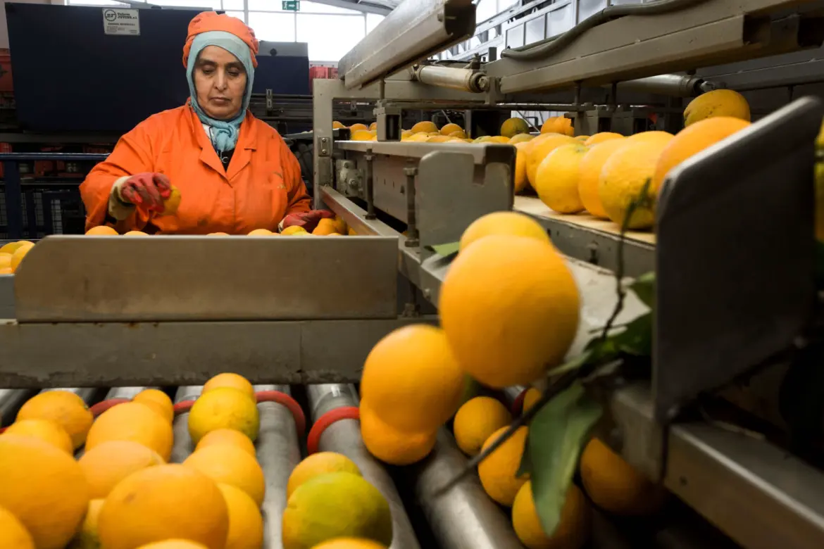 Exportations horticoles : Une hausse de 38% en 2025