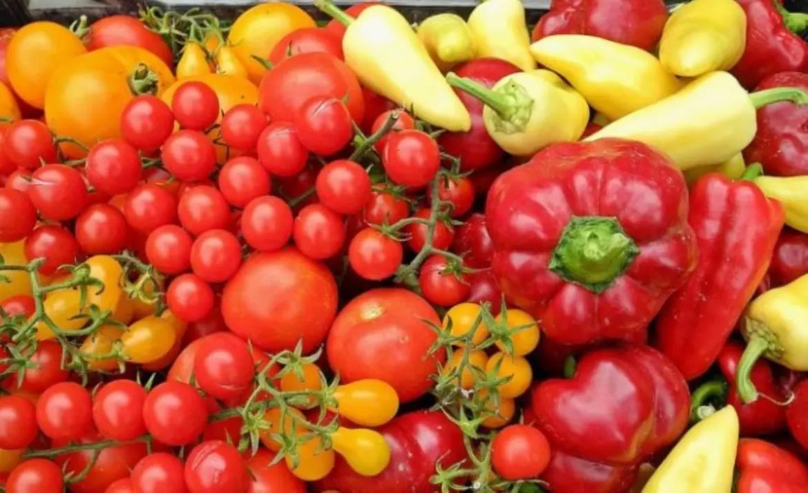 Exportations horticoles : Sur le marché espagnol, le leadership marocain se confirme