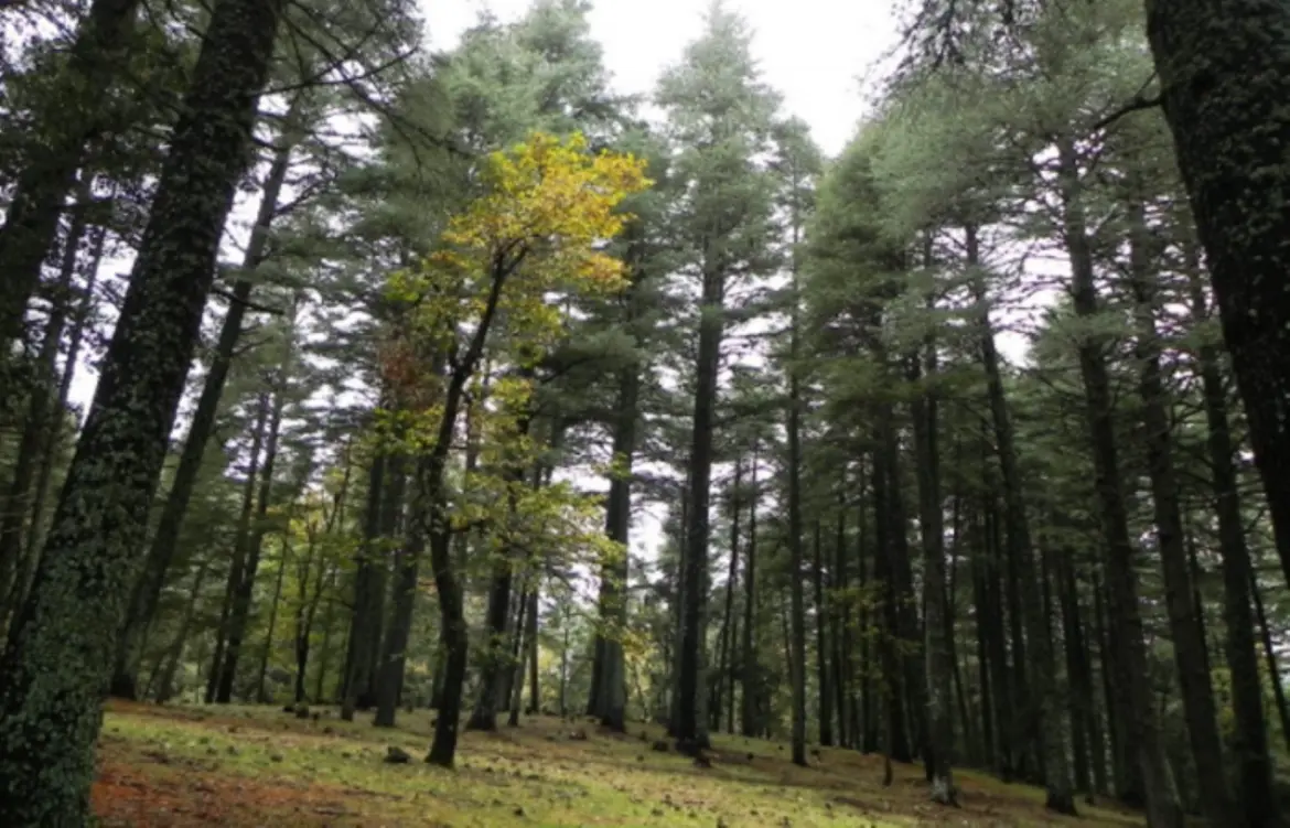 Stratégie forestière : L’ANEF réunit les bailleurs de fonds…