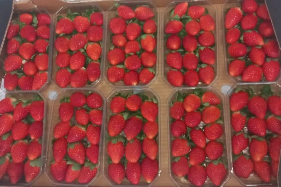 Exportations des fraises fraîches : Le tonnage en recul