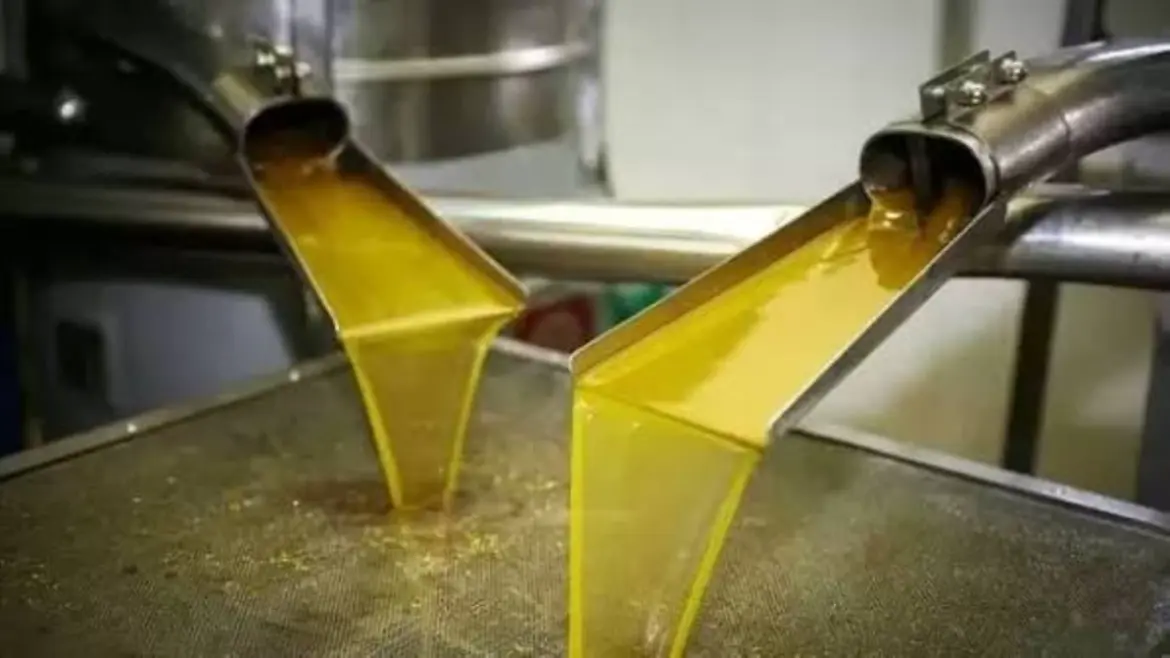 Huiles d’olives exportées : L’origine Maroc coule à flots en Espagne