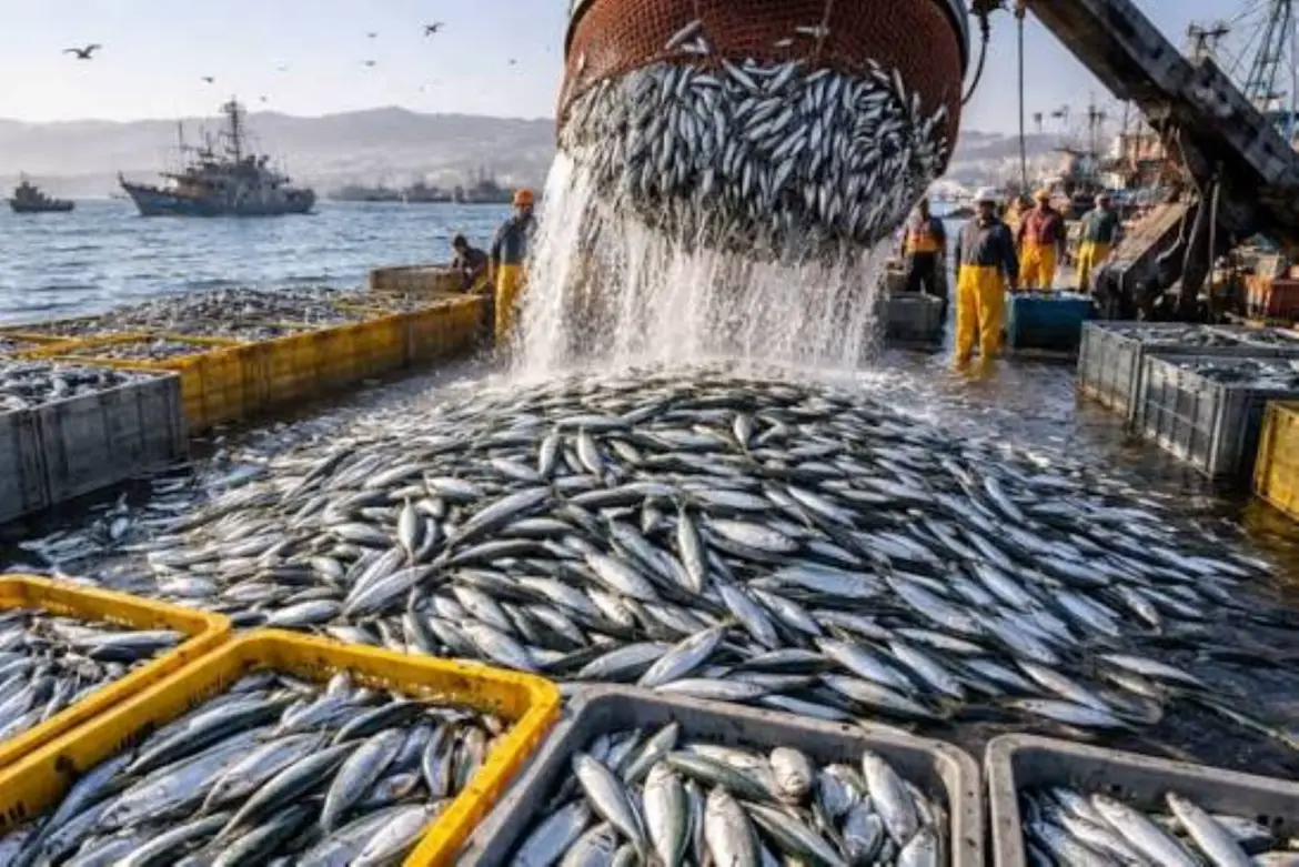 Activité de pêche : Tout va pour le mieux, selon Z. Driouich