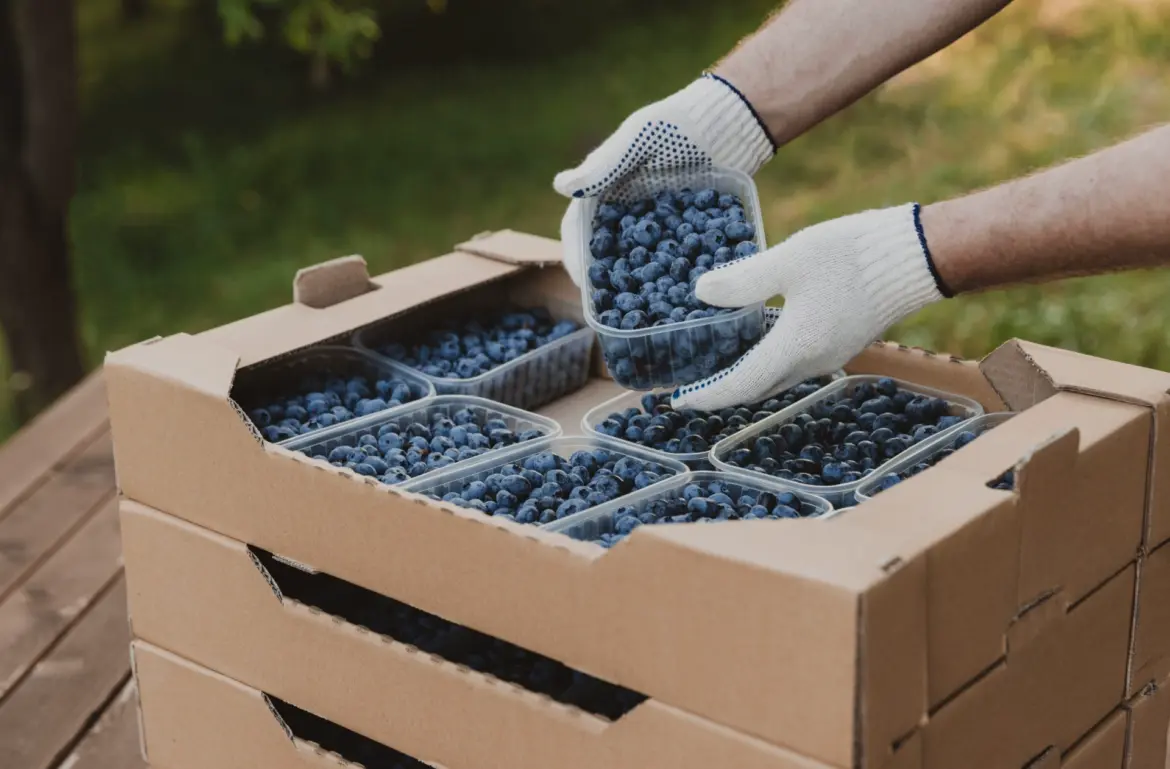 Exportation de myrtilles : La Finlande investie