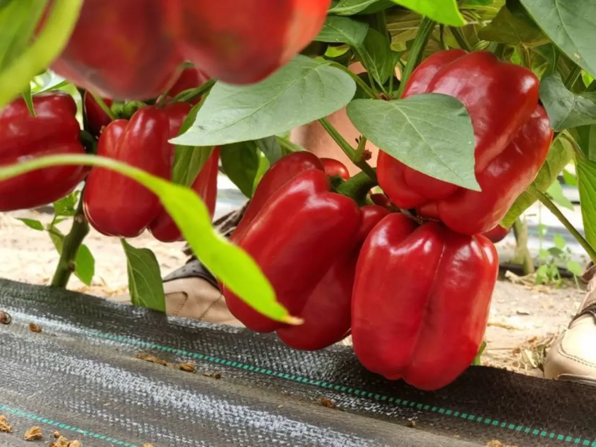 Exportations horticoles : Le poivron fait tabac au Royaume Uni