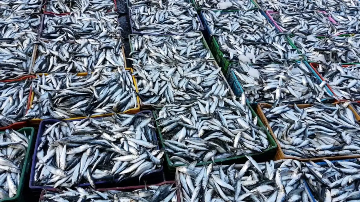 Hausse significative des débarquements de sardines à Laayoune : Les prix avaient atteint des sommets…