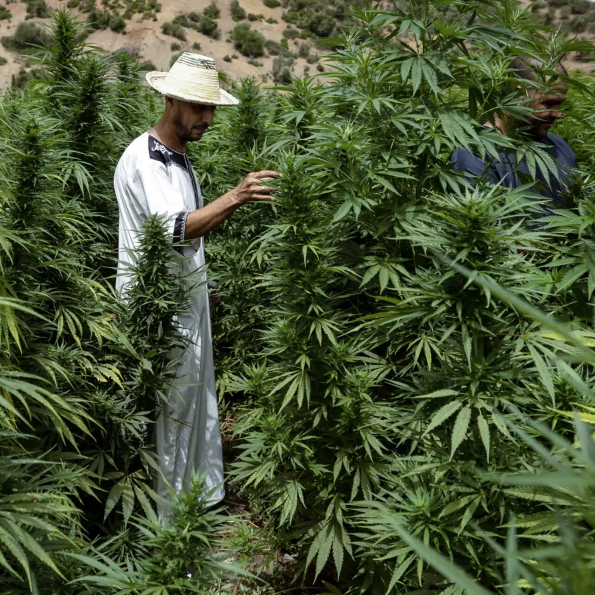 Récolte du cannabis : Activité en hausse, selon l’ANRAC