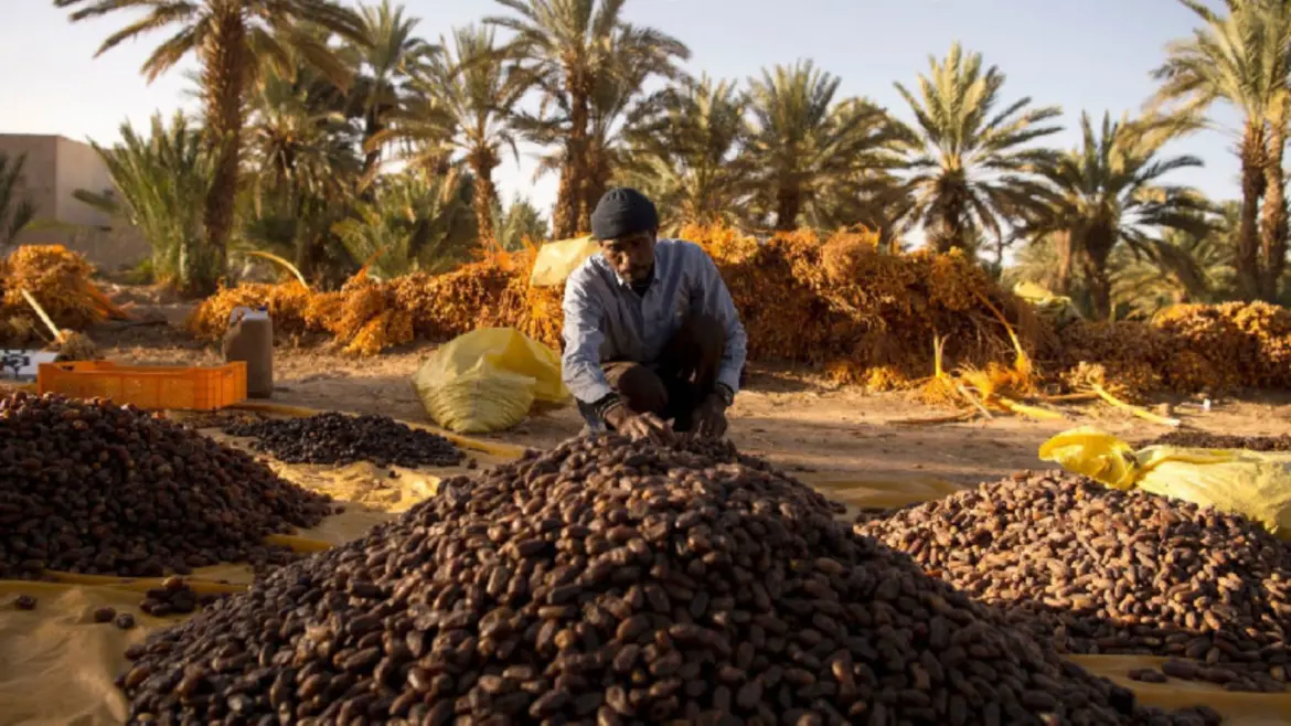 Production de dattes : L’ONSSA sort de l’ombre…