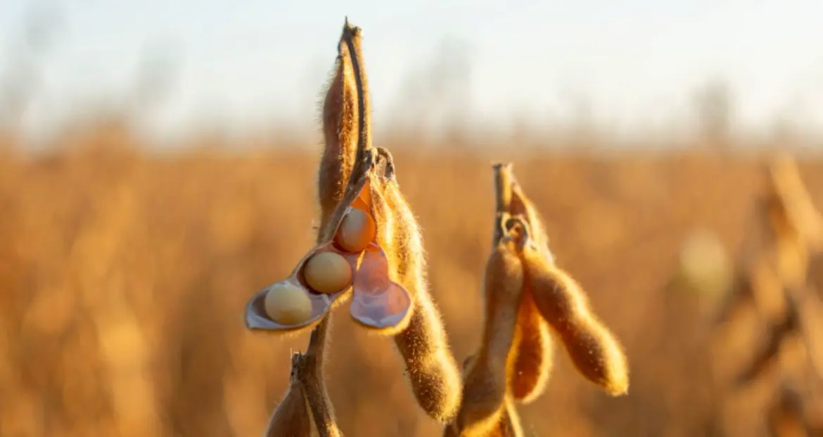 Sécurité alimentaire : Une subvention de l’USDA dans le pipe