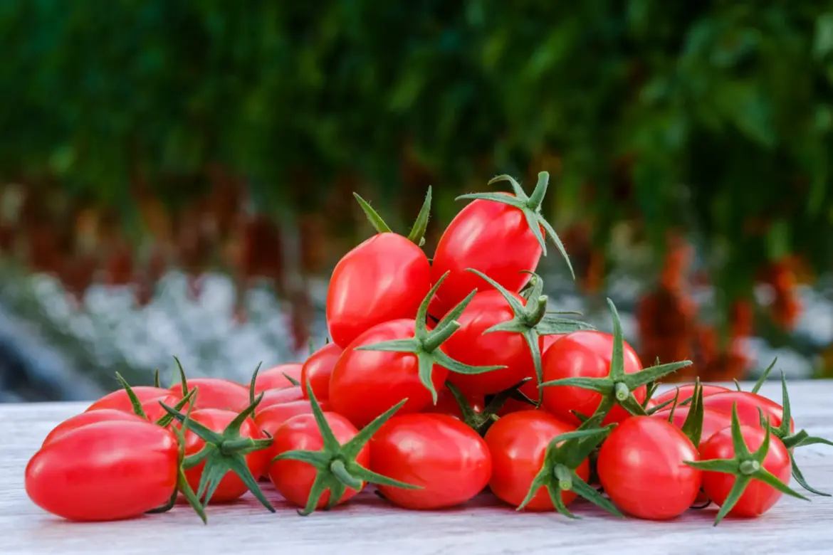 Horticulture : Les Tomateros espagnols s’agitent