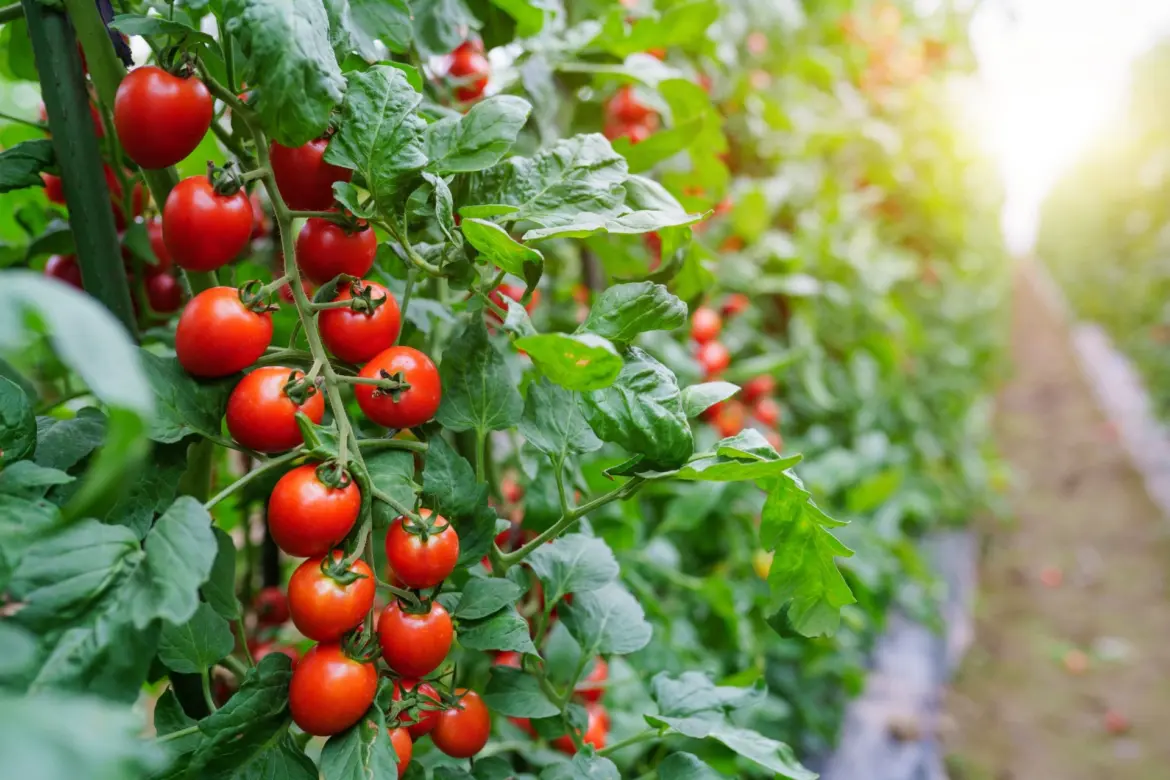 Exportations de tomates : Le Maroc talonne les Pays-Bas sur le marché européen